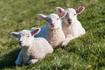 Obraz premium Drei Lämmer im Gras