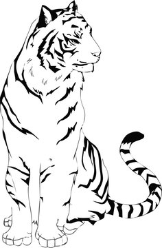 tiger sitting upright