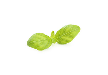 Basil leaves isolated on white