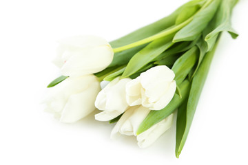 Fototapeta na wymiar White tulips on white background