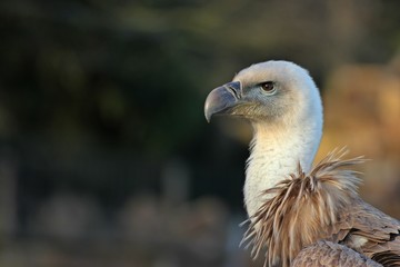 Portrait eines jungen Gänsegeiers (Gyps fulvus) 
