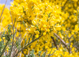unknown name of yellow flower in south America