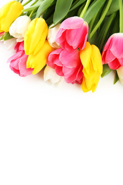 Beautiful tulips on white background