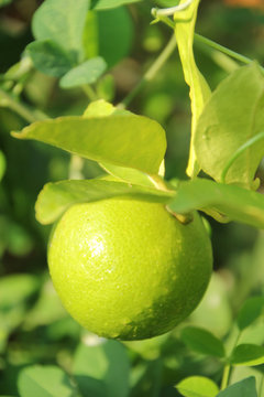 green lemon hanging on lemons tree