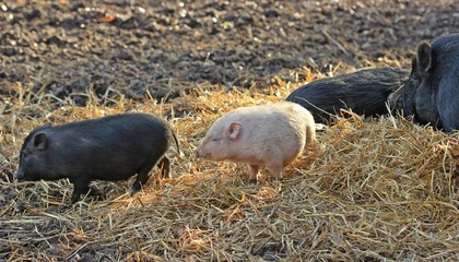 Mini-Hängebauchschweine mit Ferkeln 
