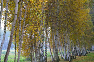 Birken bei Raddusch im Spreewald