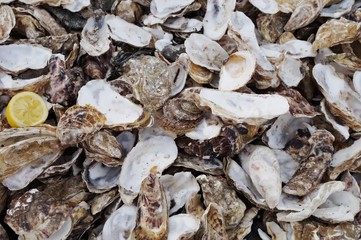 Discarded oyster shells on the ground in Brittany, France