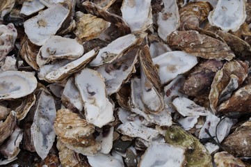 Discarded oyster shells on the ground in Brittany, France