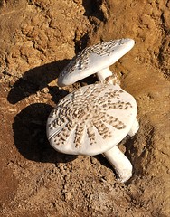 Detailed view of mushrooms