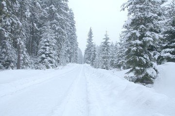 Snowy path. Forest road in winter. Snow drifts.