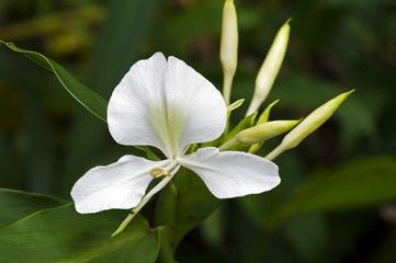 White ginger lily, an intense perfume flower