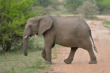 Fototapeta na wymiar éléphant sur sentier, terre rouge