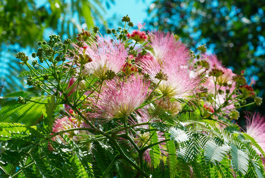 Flowers of acacia (Albizzia julibrissin).