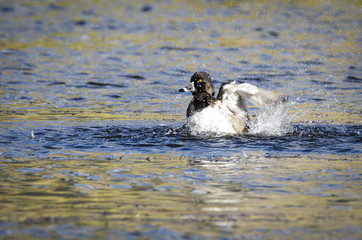 Fototapeta premium Ring-Necked duck - Aythy collaris