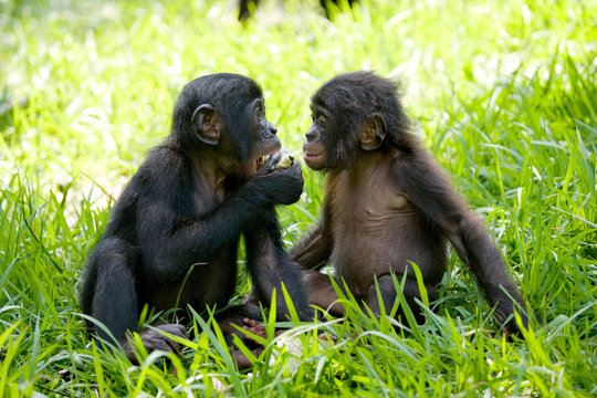 Two baby bonobo playing with each other. Democratic Republic of Congo. Lola Ya BONOBO National Park. An excellent illustration.