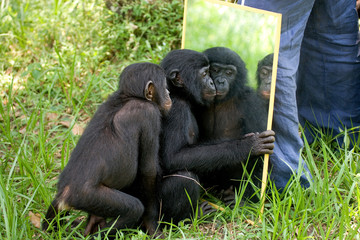 Fototapeta premium Dziecko bonobo bawi się lustrem. Demokratyczna Republika Konga. Park Narodowy Lola Ya BONOBO. Doskonała ilustracja.