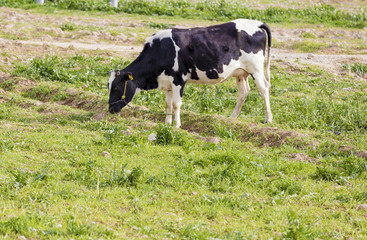 Huge cow eating grass in Iraqi farm