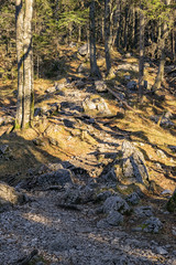 Forest Bavaria Alps