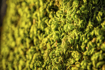 Green moss Bavaria Alps