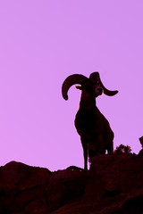 Fototapeta premium Desert Bighorn Sheep Ram Silhouetted