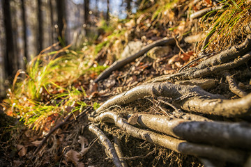 Tree roots Bavaria Alps