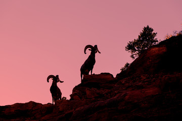 Desert Bighorn Sheep Rams Silhouetted - obrazy, fototapety, plakaty