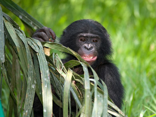 Baby Bonobo is sitting on the grass. Democratic Republic of Congo. Lola Ya BONOBO National Park. An...