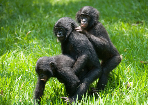 Three baby bonobos play with each other. Democratic Republic of Congo. Lola Ya BONOBO  National Park. An excellent illustration.