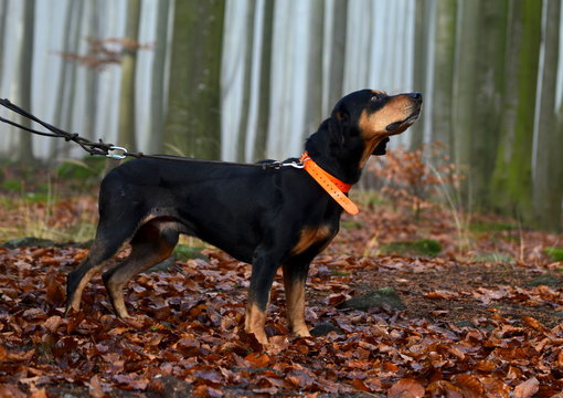 hunting dog in foggy forest