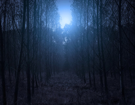 Fototapeta Forest in moonlight