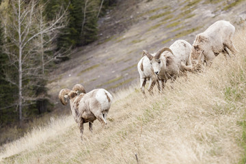 Big Horn Sheep in the Seculed Nature of Banff National park