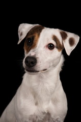 Jack Russell Terrier en studio sur fond noir