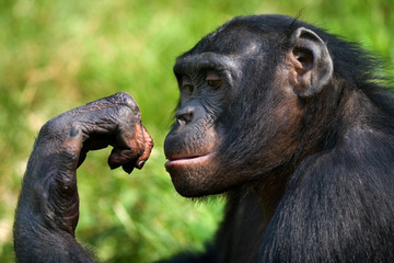 Portrait of bonobos. Close-up. Democratic Republic of Congo. Lola Ya BONOBO National Park. An excellent illustration.