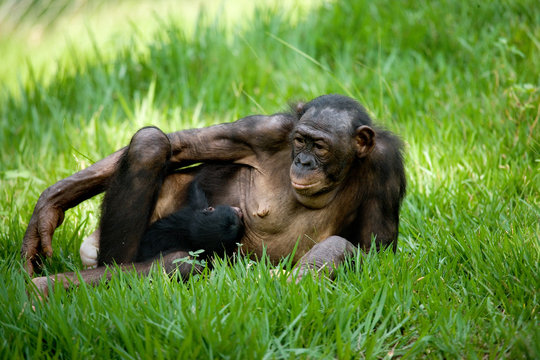 Bonobo lying on the grass. Democratic Republic of Congo. Lola Ya BONOBO National Park. An excellent illustration.