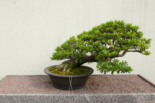 Satsuki Azalea Bonsai Tree (55 years old)
