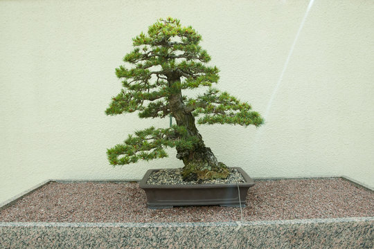 Japanese White Pine Bonsai Tree (50 years old)