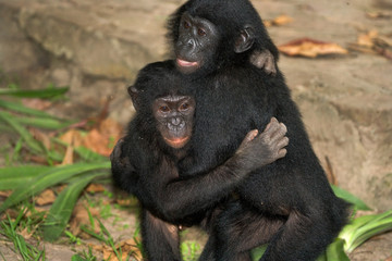 Two baby bonobo playing with each other. Democratic Republic of Congo. Lola Ya BONOBO National Park. An excellent illustration.