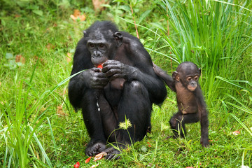 Female bonobo with a baby. Democratic Republic of Congo. Lola Ya BONOBO National Park. An excellent illustration.