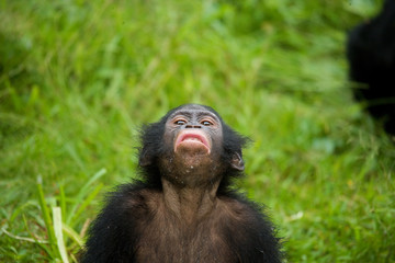 Portrait of a baby bonobo. Democratic Republic of Congo. Lola Ya BONOBO National Park. An excellent illustration.