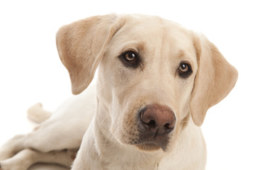 Golden Labrador Retriever