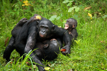 Group of Bonobos. Democratic Republic of Congo. Lola Ya BONOBO National Park. An excellent illustration.