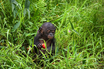 A baby bonobo is eating something.. Democratic Republic of Congo. Lola Ya BONOBO  National Park. An excellent illustration. 