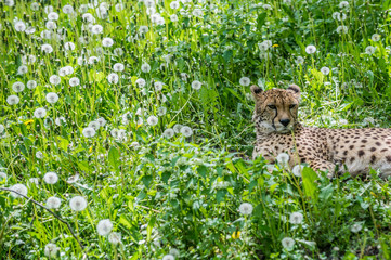 cheetah (Acinonyx jubatus) laying on green grass © Fotokon