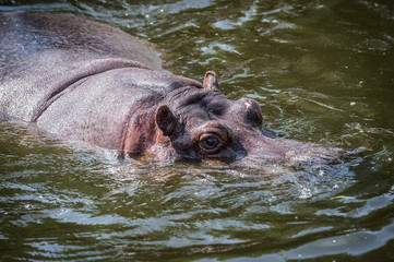 Hippopotamus amphibius swimming in the water