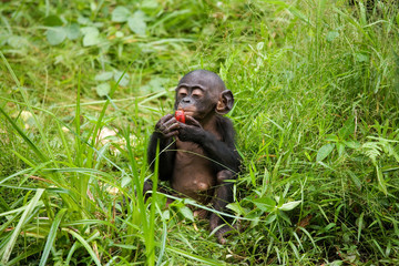 A baby bonobo is eating something.. Democratic Republic of Congo. Lola Ya BONOBO  National Park. An...