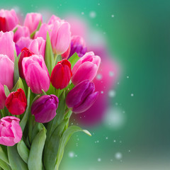 bouquet of  pink and purple  tulip flowers