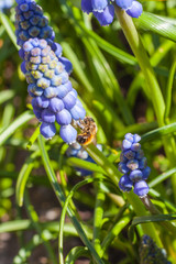 Close up view of Grape Hyacinth with bee