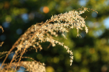 Dry plant