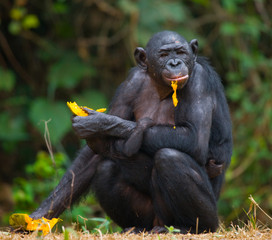 Female bonobo with a baby. Democratic Republic of Congo. Lola Ya BONOBO National Park. An excellent illustration.