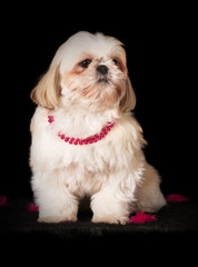 Shih-Tzu en studio sur fond noir